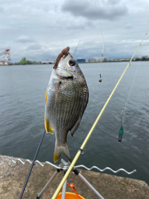 太刀魚釣り、サビキ釣り、投げ釣り