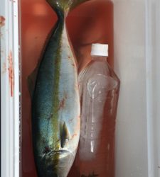 爆風の中、ただ巻きで釣れました。