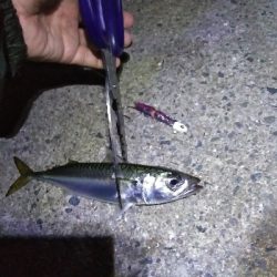 １ヶ月振りの釣果はサバゲー