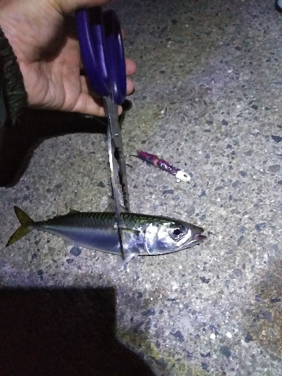 １ヶ月振りの釣果はサバゲー