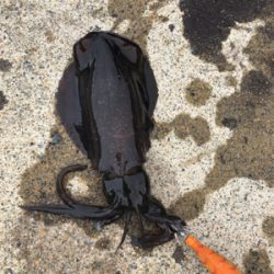 エギングとノマセ