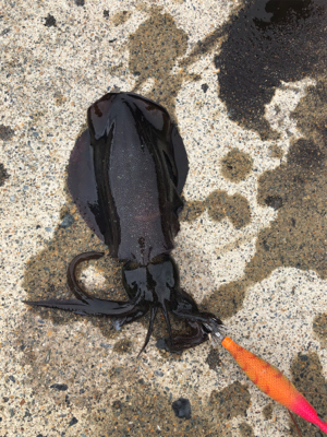 エギングとノマセ