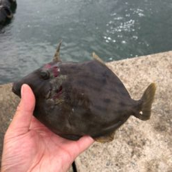 人生初のタチウオ！その引きと美味にハマりそうw