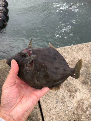 人生初のタチウオ！その引きと美味にハマりそ…
