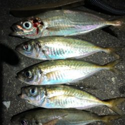 アジが食べたくて