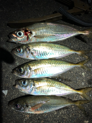 アジが食べたくて