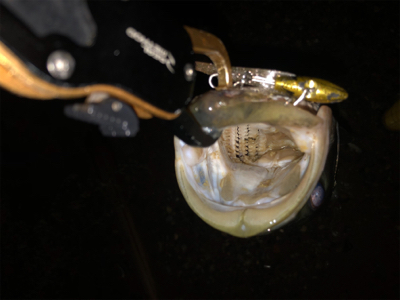 ワンチャンス！