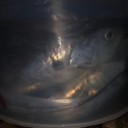 最後にドラゴン来たか〜？