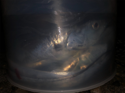 最後にドラゴン来たか〜？