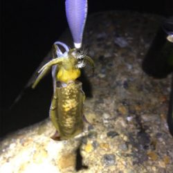 秋らしいエギング(^。^)