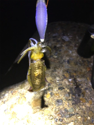 秋らしいエギング(^。^)