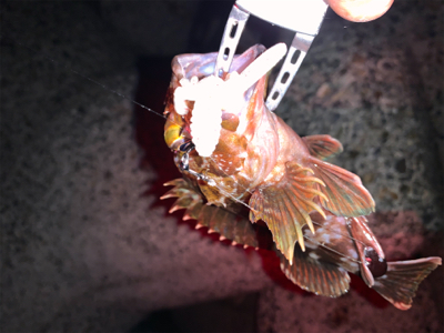 仕事帰りロック！