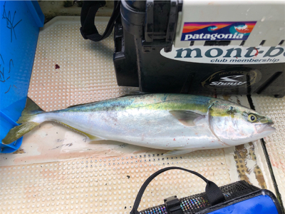 明石沖ジギング