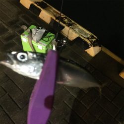 大阪湾奥アジング 改めてサバゲー