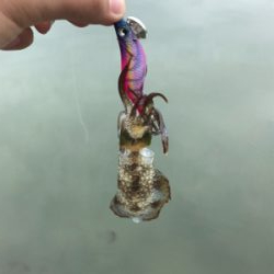 アオリイカを求めて⑫