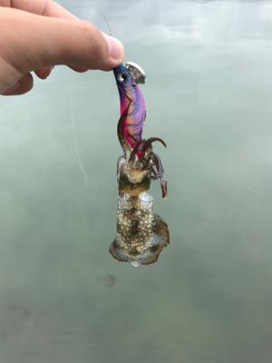 アオリイカを求めて⑫