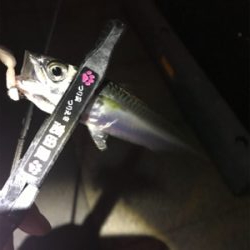 ワイワイアジング