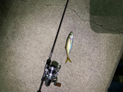 エギングのはずがアジング⑦