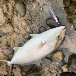 青物シーズン突入！！カンパチの子二匹！！