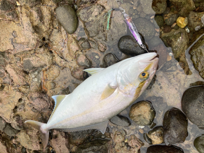 青物シーズン突入！！カンパチの子二匹！！