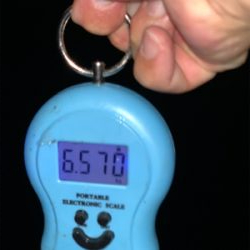 大物狙いで夜に1時間限定出動