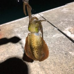 真夜中秋イカ！！！