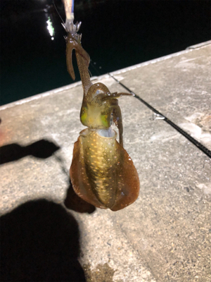 真夜中秋イカ！！！