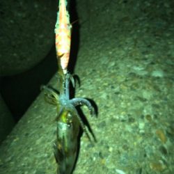 イカ釣れたけど…サイズがσ(^_^;)