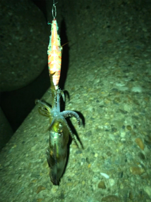 イカ釣れたけど…サイズがσ(^_^;)