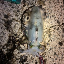 かなりサイズアップしてきた