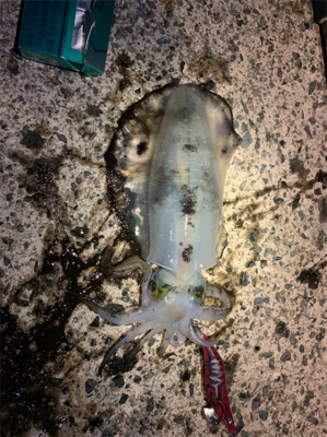 かなりサイズアップしてきた