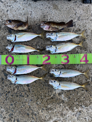 久しぶりの投稿