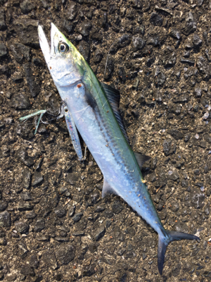 逃した魚はデカイ？！