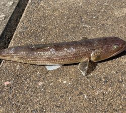 やっと来た青物