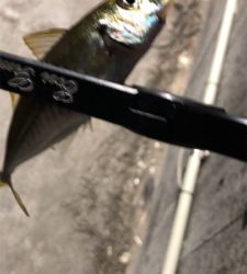 アジングナイト