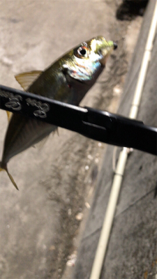 アジングナイト