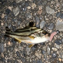 チニングの外道