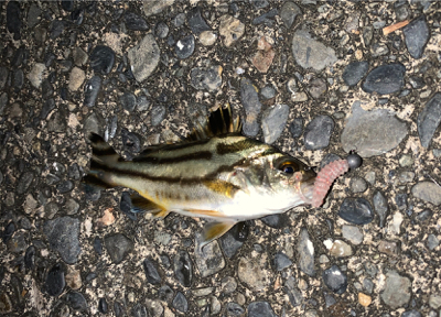 チニングの外道