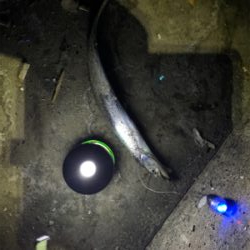 タチフロートで太刀魚狙い