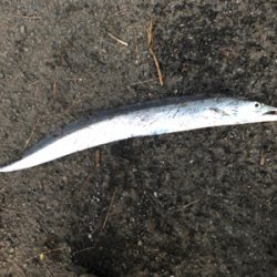 久々に回遊があった・・・らしいっす