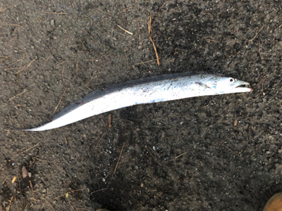 久々に回遊があった・・・らしいっす