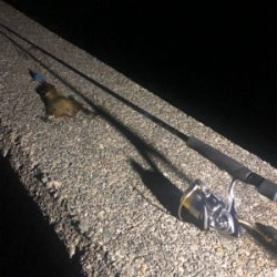 平日ランガンアオリイカ