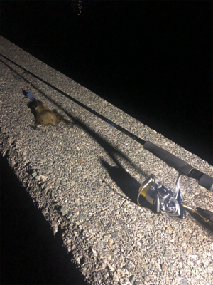 平日ランガンアオリイカ