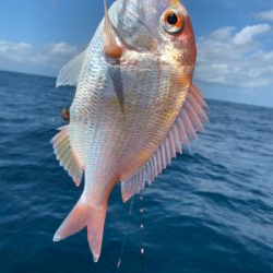 マイボートでアマダイ狙い