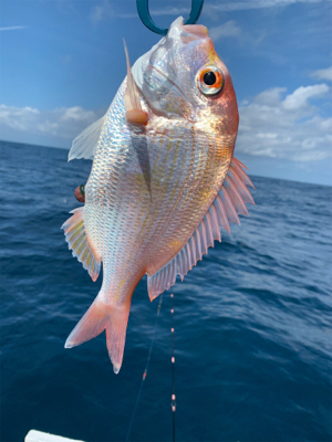 マイボートでアマダイ狙い