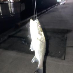 良型のアジかと思いました！