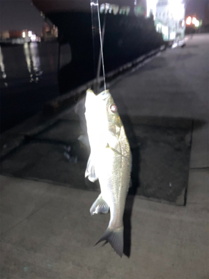 良型のアジかと思いました！