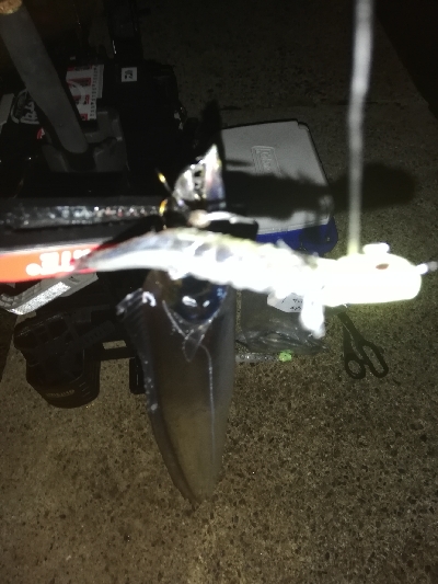 湾奥太刀魚調査