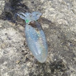 佐野一文字新子調査‼️