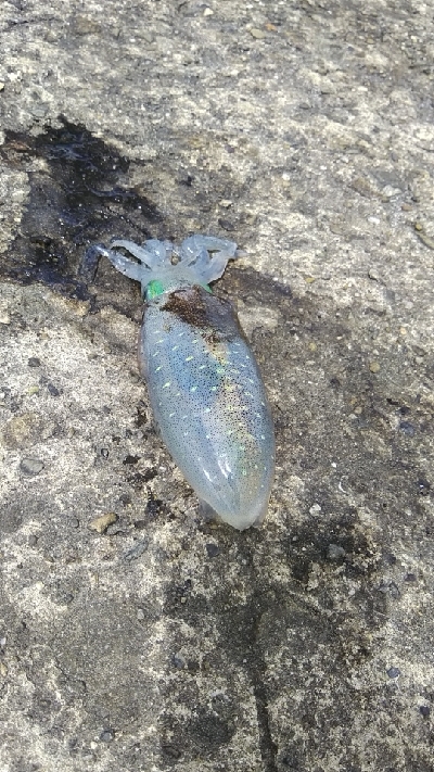 佐野一文字新子調査‼️